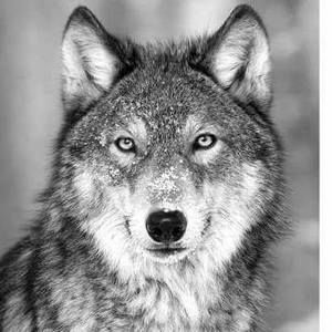 Meet your Posher, Yanexis